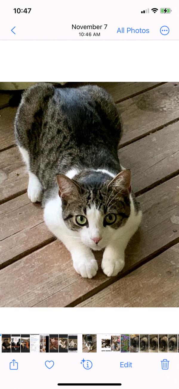 /Images/uploads/The Murphee and Sugar Angel Foundation/murpheeandsugar-pet-photo-contest-fundraiser/entries/27909thumb.jpg